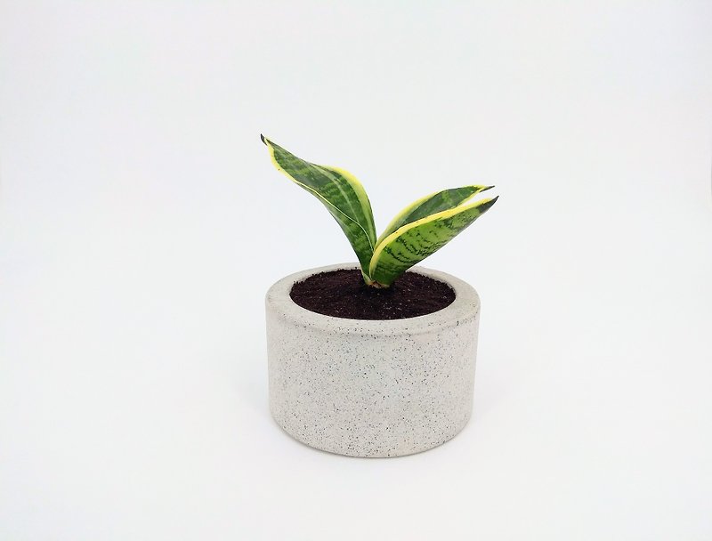 Cement Cement potted Cement planting (without plants) - ตกแต่งต้นไม้ - ปูน สีเทา