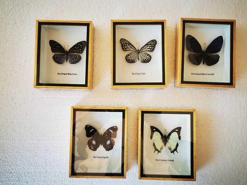 Real Beautiful Butterfly Insect Taxidermy Display Wood Framed Wall Mount Home De - Wall Décor - Wood 