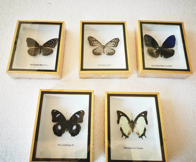 Gorgeous Vintage Costa Rican shops Framed Butterflies signed by Raphael