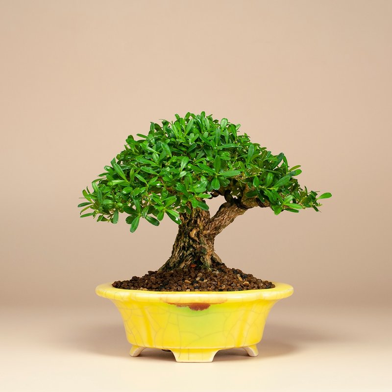 [Small Bonsai] Golden Willow Bird Bonsai Bonsai Balcony Plant - ตกแต่งต้นไม้ - พืช/ดอกไม้ 