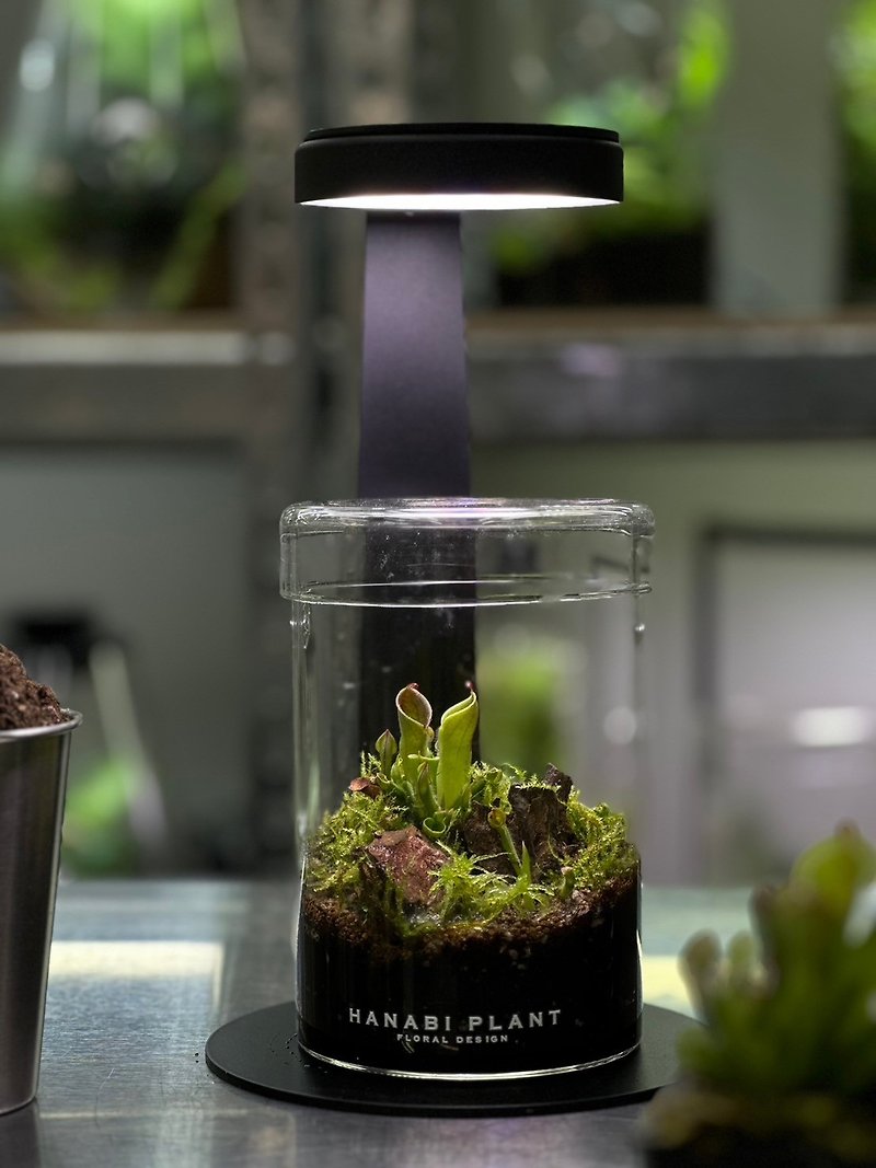 食蟲單品系列-太陽瓶子草 - 植物/盆栽/盆景 - 玻璃 