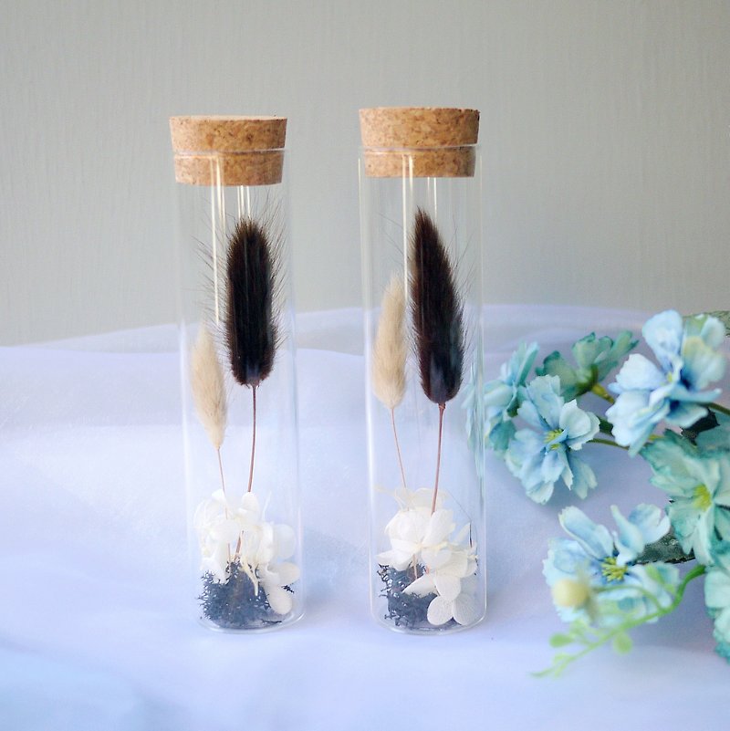 Eden flower room cocoa rabbit tail grass glass test tube / single - ช่อดอกไม้แห้ง - พืช/ดอกไม้ สีดำ