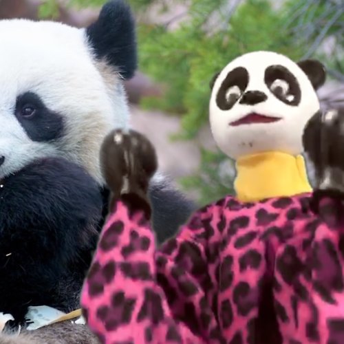 A-ONE 熊貓 拳擊娃娃 傳統 可操縱出拳 手偶 木偶 人偶 戲偶