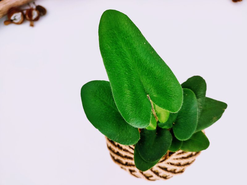 心葉蕨苔球│板植│居家裝飾│室內植物 - 植栽/盆栽 - 植物．花 綠色