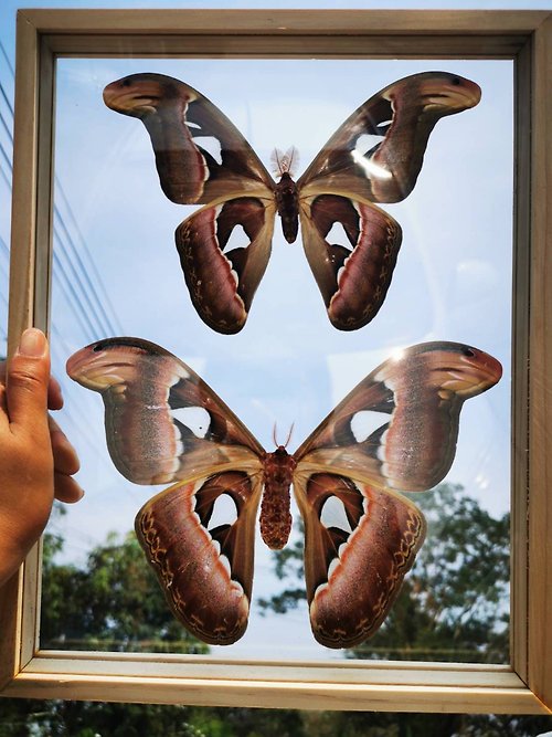 cococollection Real Atlas Moth(F&M) Butterfly Insect Acrylic Glass Frame Set Taxidermy Attacus