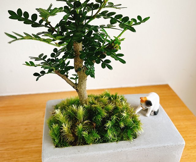 Playing under the pure natural tree, cats, small trees, grass, Cement potted plants, gifts - Shop pure-nature - Plants - Pinkoi
