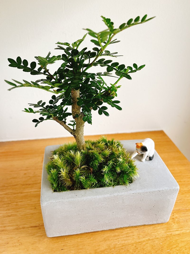 Pure natural cat playing under the tree, small tree, grass, rectangular Cement pot, potted plant, gift - Plants - Plants & Flowers Green