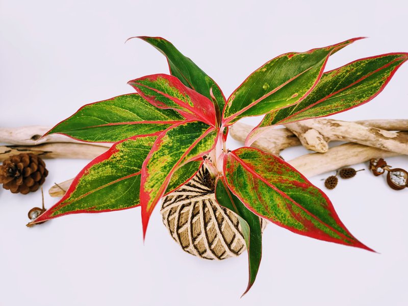 暹羅極光粗肋草苔球│室內植物│窗邊植物│觀葉植物 - 植栽/盆栽 - 植物．花 紅色