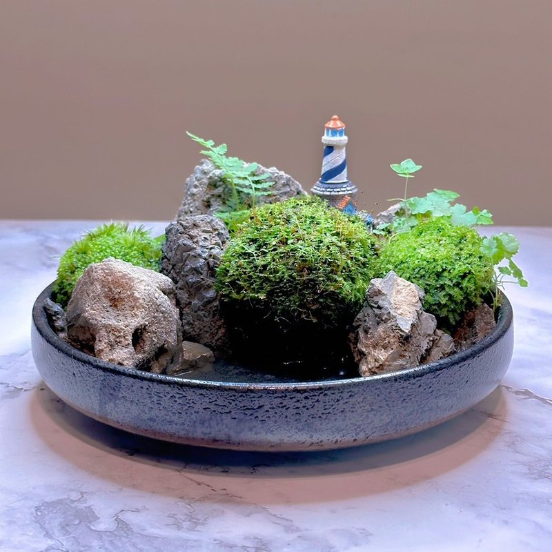 Beginner's DIY-Micro-landscape wild basin/Looking at the secret place - Plants & Floral Arrangement - Plants & Flowers 