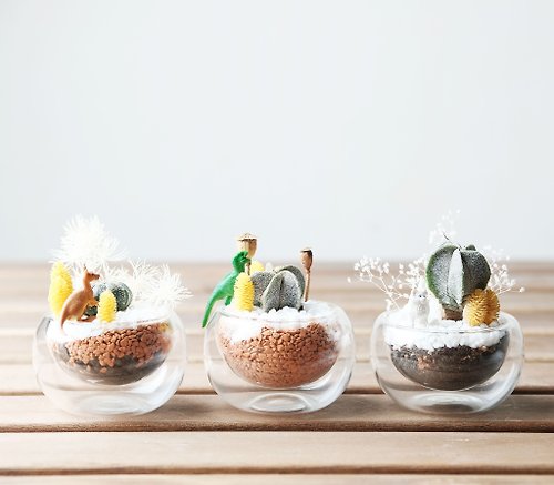 仰式漂浮 Daydream Crafts 玻璃杯多肉盆栽材料包 3入組 迷你侏儸紀 乾燥花植栽
