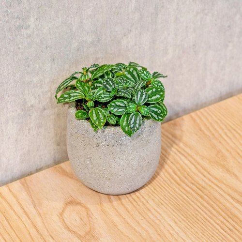 巧繪網植物館 冷水花 桌上型水泥盆栽 觀葉植物 禮物 盆栽 交換禮物 辦公室小物