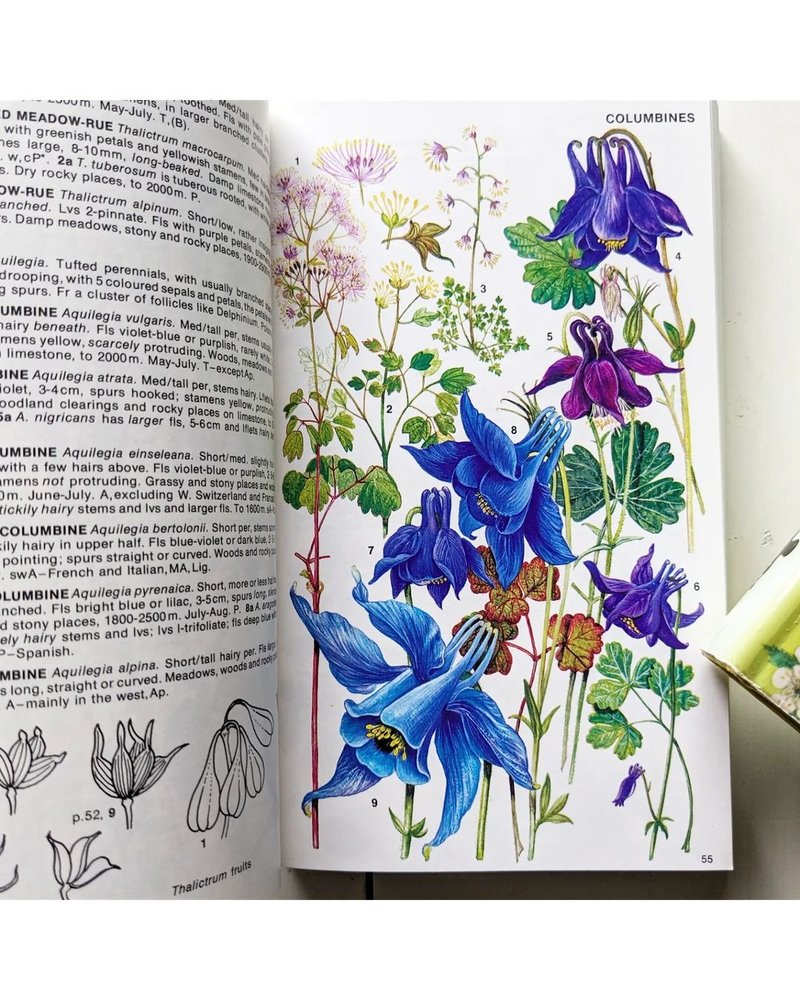 British and European Alpine Flower Illustrated Books/Old Books/Illustrated Books/Floral Arrangements - หนังสือซีน - กระดาษ สีเหลือง