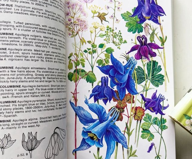 洋書古書 ドイツ アルプスの花 BLUMEN DER ALPEN 洋書古書 ドイツ アルプスの花 BLUMEN DER ALPEN
