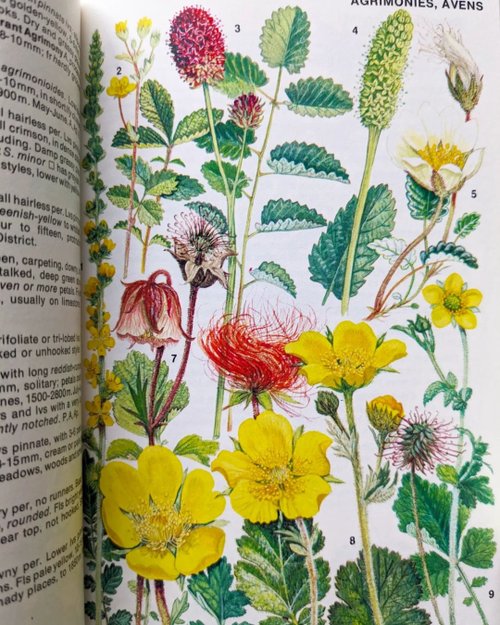 洋書古書 ドイツ アルプスの花 BLUMEN DER ALPEN 洋書古書 ドイツ アルプスの花 BLUMEN DER ALPEN 洋書古書