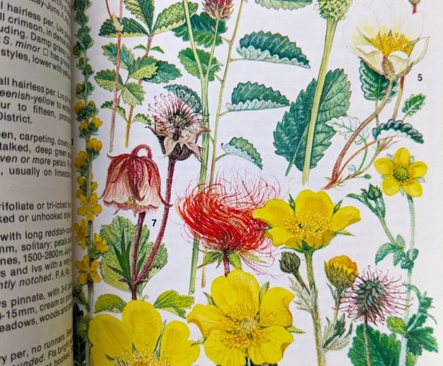 イギリス・ヨーロッパのアルプスの花のイラスト / 古書
