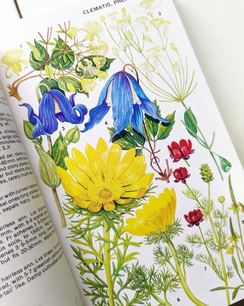 洋書古書 ドイツ アルプスの花 BLUMEN DER ALPEN 洋書古書 ドイツ アルプスの花 BLUMEN DER ALPEN 洋書古書