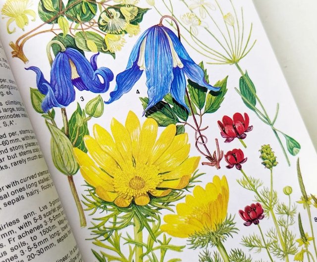 洋書古書 ドイツ アルプスの花 BLUMEN DER ALPEN 洋書古書 ドイツ アルプスの花 BLUMEN DER ALPEN 洋書古書