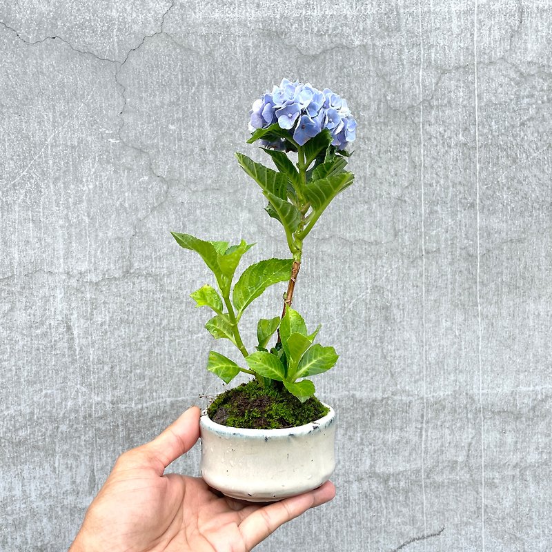 スケッチ盆栽-日本のアジサイ サニープリンセス - 観葉植物 - 寄せ植え・花 