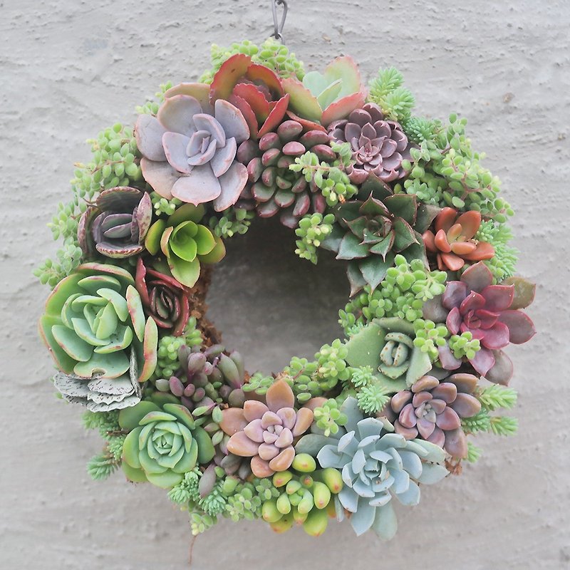 [Doudou Succulents] Housewarming│Gifts│Promotion│Succulents│-Small wreath Christmas wreath - ตกแต่งต้นไม้ - พืช/ดอกไม้ 