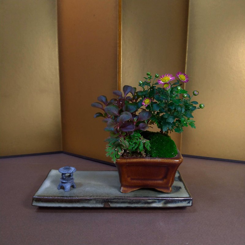 日本盆栽菊山野草∣昭和風情飴釉鉢 - 植栽/盆栽 - 陶 