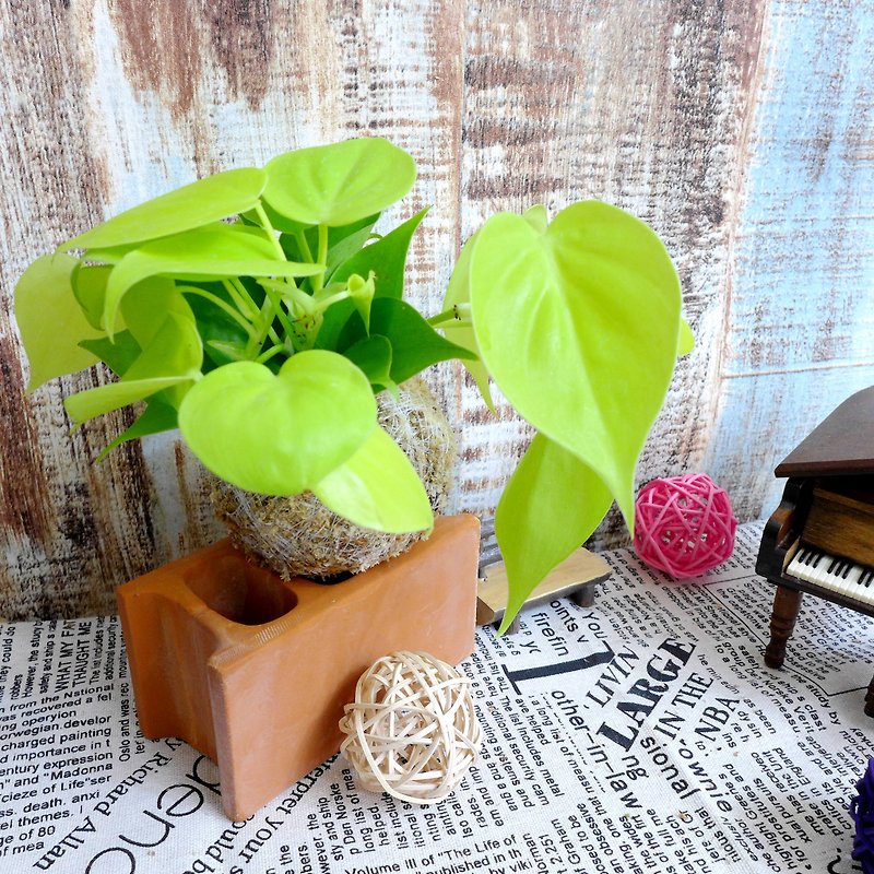 Handmade by Qianqi / Vine Series Moss Ball-Heart Leaf Philodendron - ตกแต่งต้นไม้ - พืช/ดอกไม้ สีเหลือง