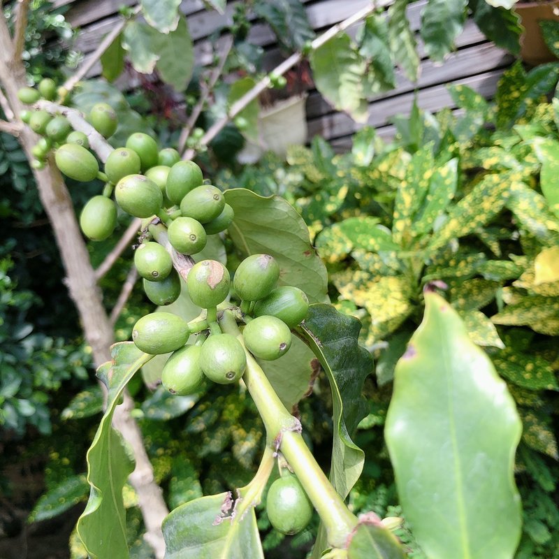 Green bean sunflower coffee series bourbon sun-dried beans to remove defective beans for home use - Coffee - Other Materials 