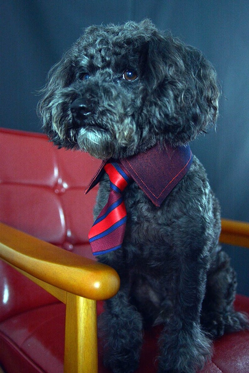 寵物單面襯衫領- 橘紅OR (XS/S/M/L) - 寵物衣服 - 其他材質 紅色