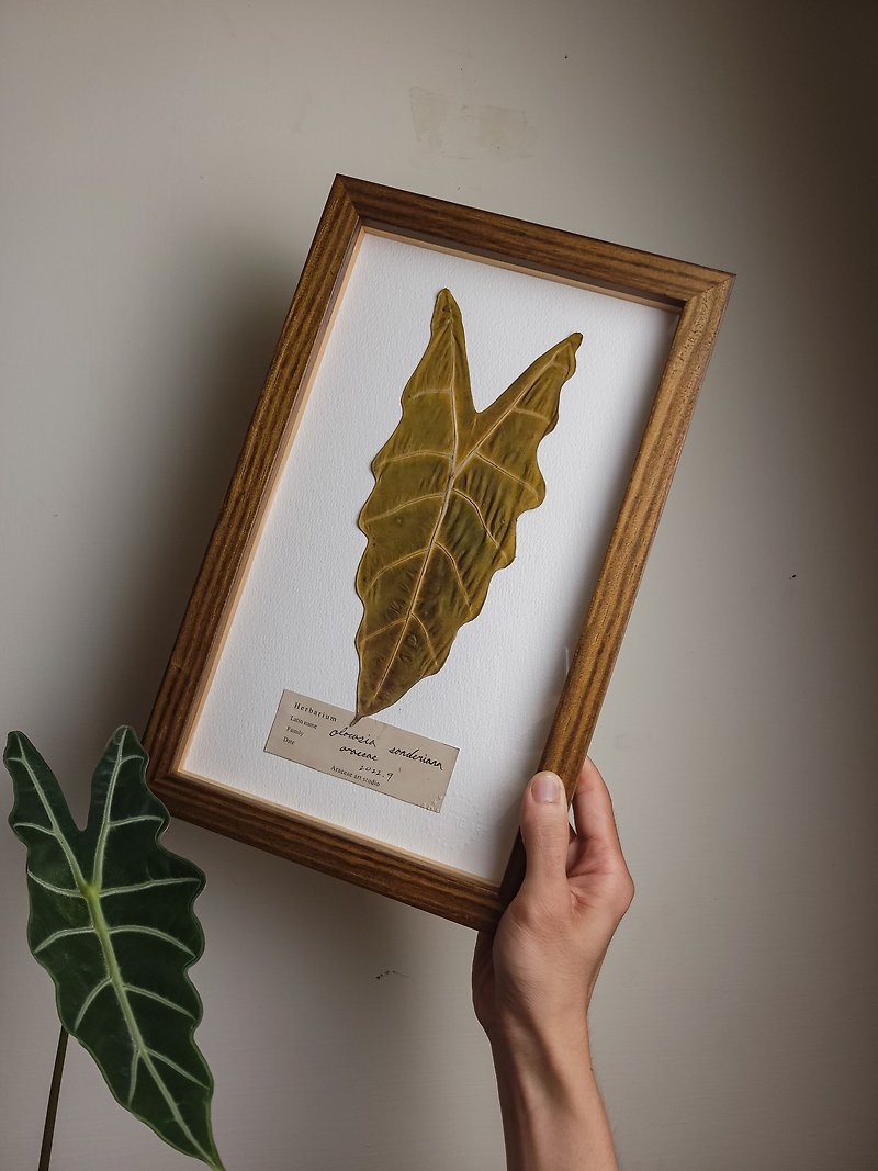 Alocasia sanderiana Herbarium - ตกแต่งผนัง - ไม้ 