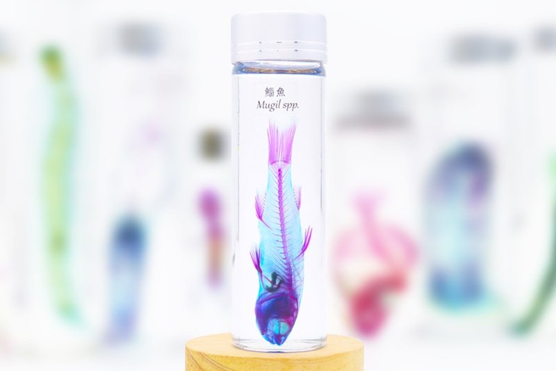 透明生物標本 - 鯔魚 Mugil spp.(大) - 擺飾/家飾品 - 玻璃 