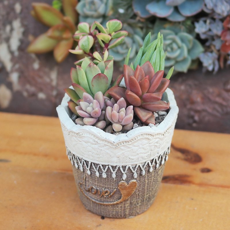 [Doudou Succulents] Housewarming│Gifts│Promotion│Succulents│-Cute Polly Series Planting Set - Plants - Other Materials 