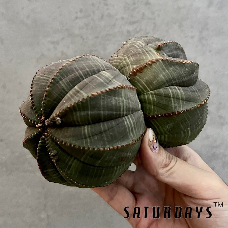 Double-headed cloth ball/Euphorbiaceae/Succulent tuber/Euphorbia obesa - ตกแต่งต้นไม้ - พืช/ดอกไม้ 