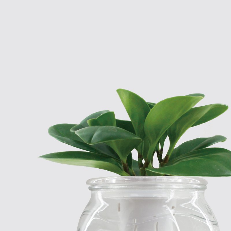 │ Glass Series│ Pepper Grass - Air Purifying and Lucky Hydroponic Potted Plant - ตกแต่งต้นไม้ - พืช/ดอกไม้ สีใส