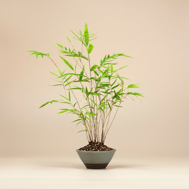 Taiwan's unique small bonsai Feng Shui plant pocket potted plant - ตกแต่งต้นไม้ - พืช/ดอกไม้ 