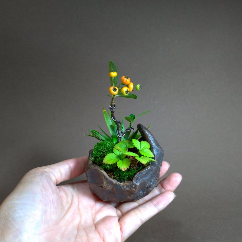 紅果狀元紅∣千島石菖蒲∣手捏鞍馬盆 微景觀療癒盆栽植栽 - 盆栽/植栽 - 陶 