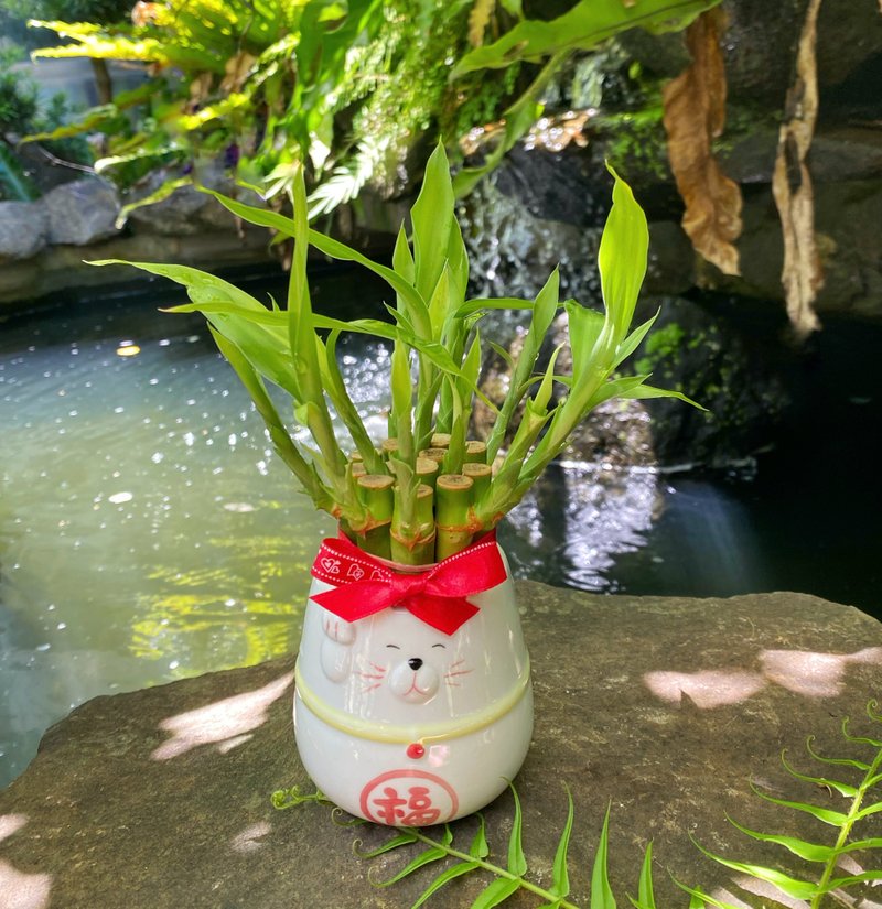 【急單可】招財貓花盆 × 開運竹/免費客製卡片/步步高昇 招財 - 盆栽/植栽 - 植物．花 綠色