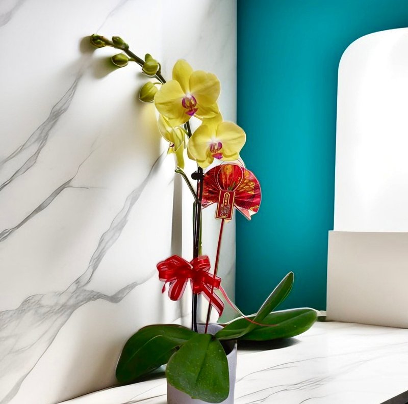 [Wealth in the New Year] Phalaenopsis opening festival gifts for personal use Feng Shui to attract wealth and blessings - Plants - Pottery 