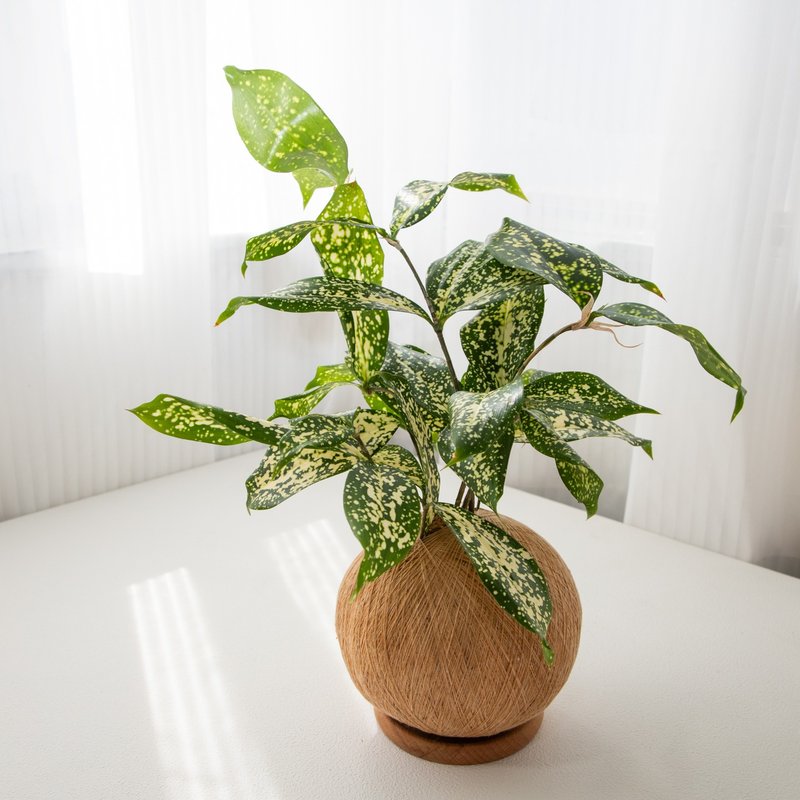 星點木 手作植栽苔球 - 植栽/盆栽 - 植物．花 