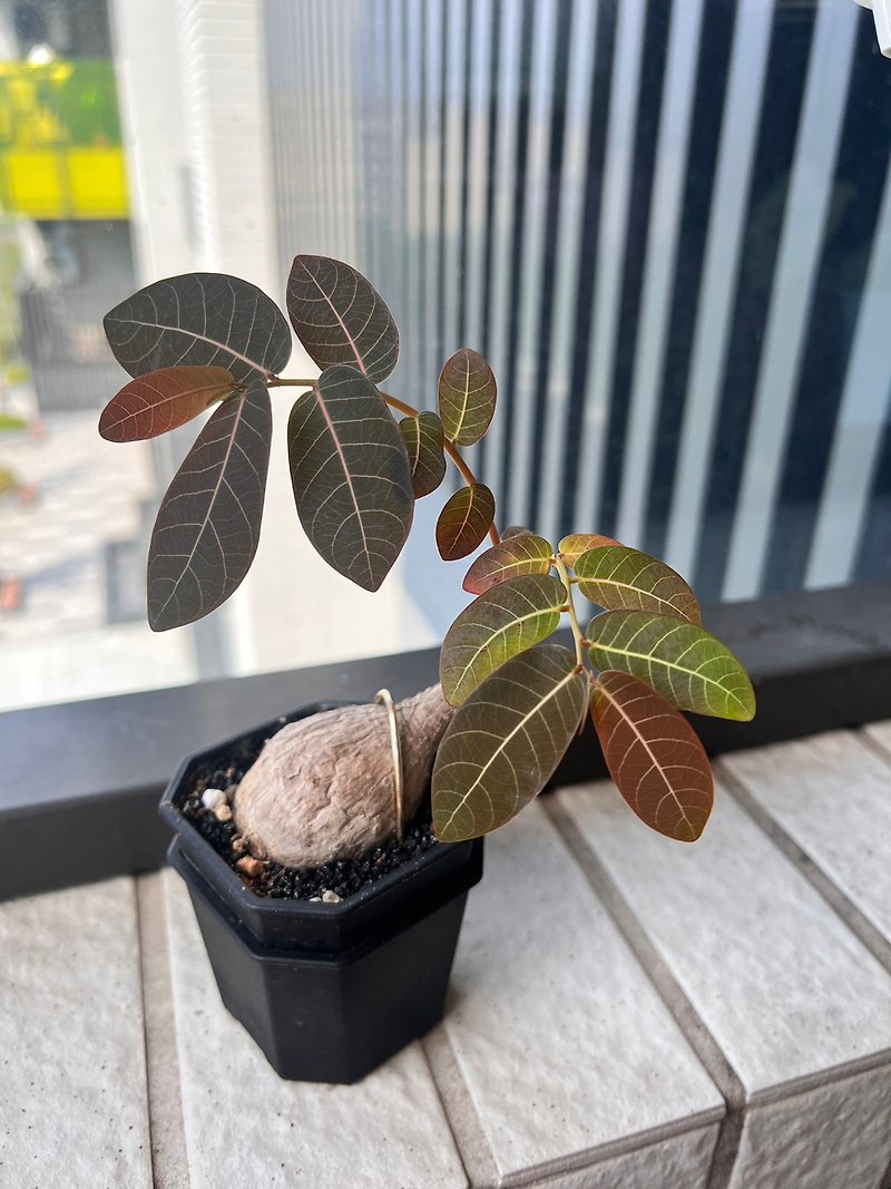 Kiwi tangerine(s) sprouted long-leaf root plant - ตกแต่งต้นไม้ - พลาสติก สีดำ