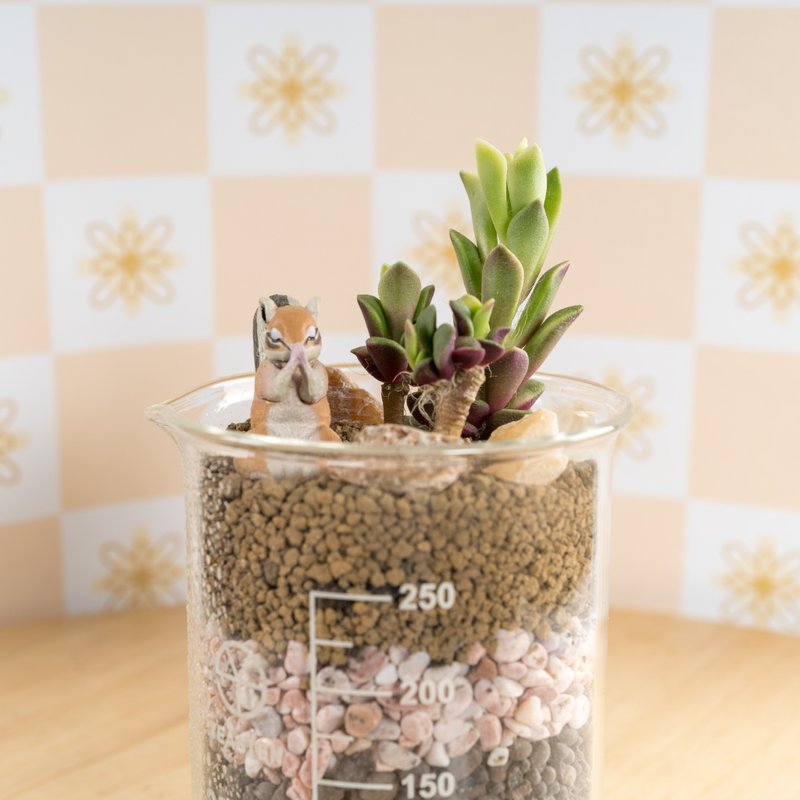 愛情系燒杯-挽回  禮物 - 盆栽/植栽 - 植物．花 橘色