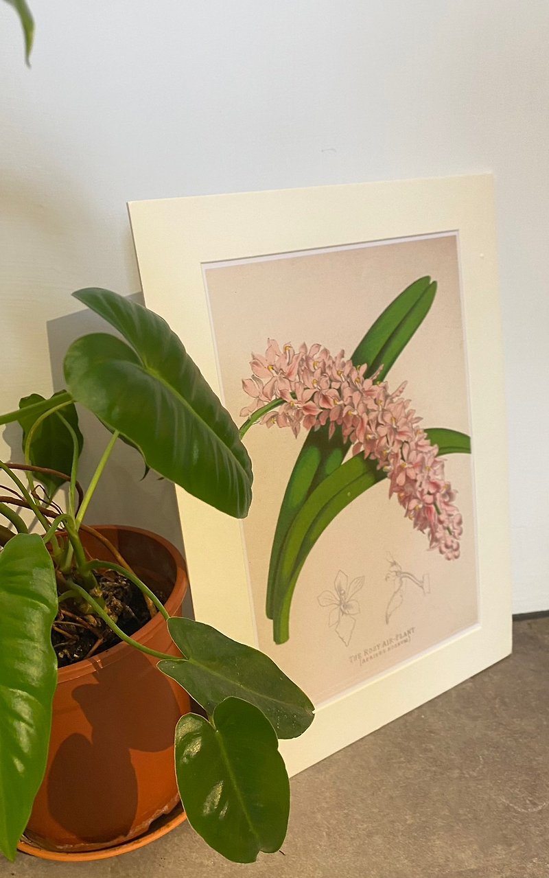 英国古典植物イラストを当店が独自にプリント フラワーガーデンの花イラスト - ポスター・絵 - 紙 