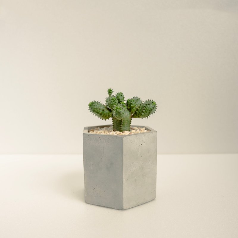 柱狀布紋球│泥作系列│福所栽 - 盆栽/植栽 - 水泥 