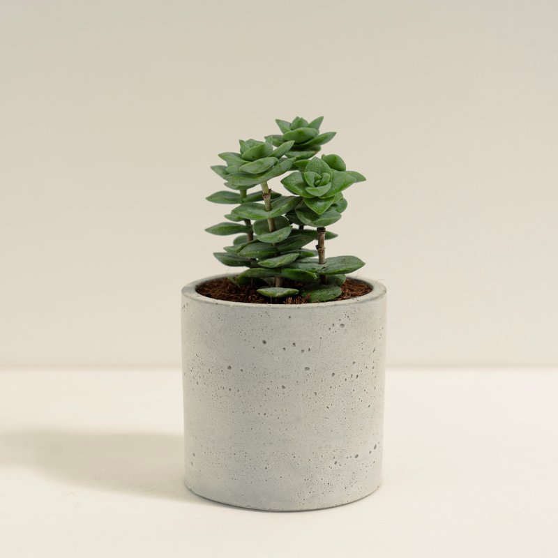 星王子│泥作系列│福所栽 - 盆栽/植栽 - 水泥 綠色