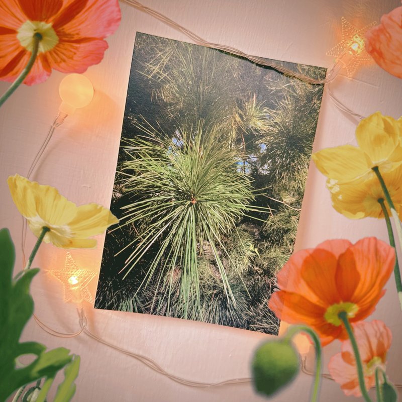 have a nice day Taiwan Charm Postcard / Cool Card / NCCU Campus Trees - การ์ด/โปสการ์ด - กระดาษ หลากหลายสี