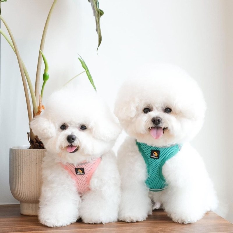 貓犬適用 OxyMesh 寵物透氣狗胸背帶連牽繩套裝 寵物用品 - 項圈/牽繩 - 棉．麻 