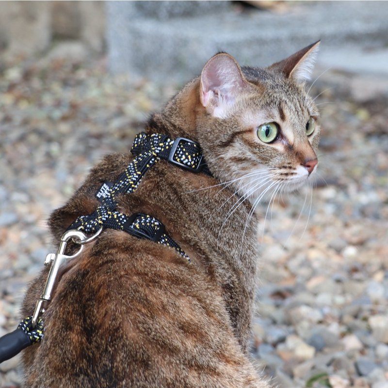 FLASH Series Cat Harness BY - ปลอกคอ - ไนลอน สีดำ