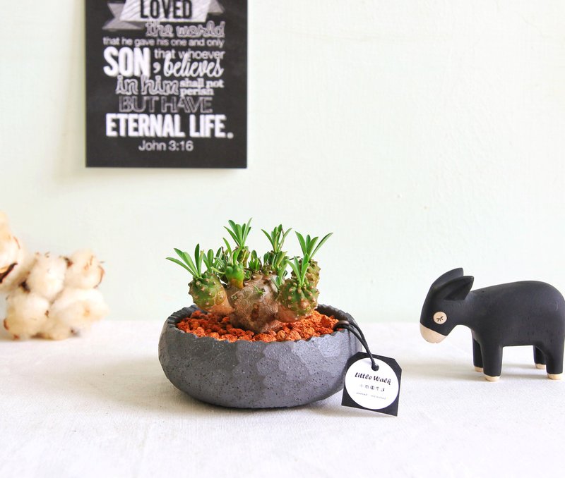 Dajike/Emeishan•Black round edge Cement potted plant/planting Christmas gift - ตกแต่งต้นไม้ - ปูน สีดำ