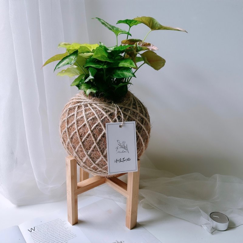 大苔球 綜合合果芋  植栽 - 盆栽/植栽 - 植物．花 