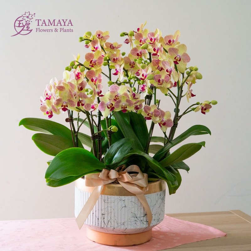 三色鳥蝴蝶蘭 | 5株 - 盆栽/植栽 - 植物．花 黃色