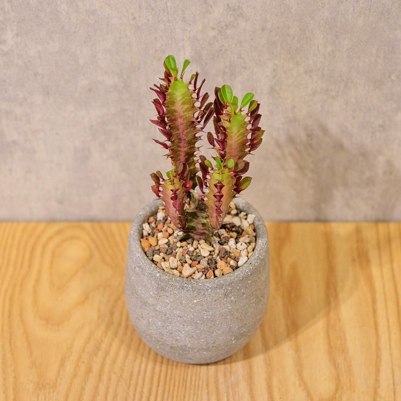 Caiyun Pavilion Cement potted tabletop potted office plant opening gift housewarming gift - Plants - Plants & Flowers 