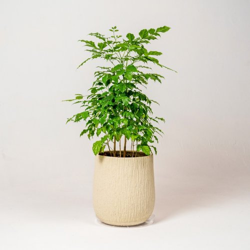 巧繪網植物館 幸福樹 旺旺樹 發財樹 奶白色樹紋落地大盆栽 開幕花盆 觀葉植物